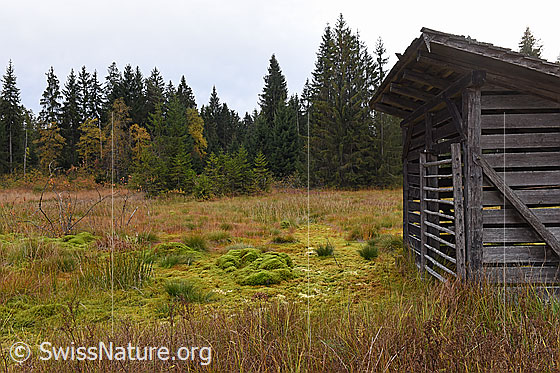 Foto: Hütte im Wachseldornmoos.