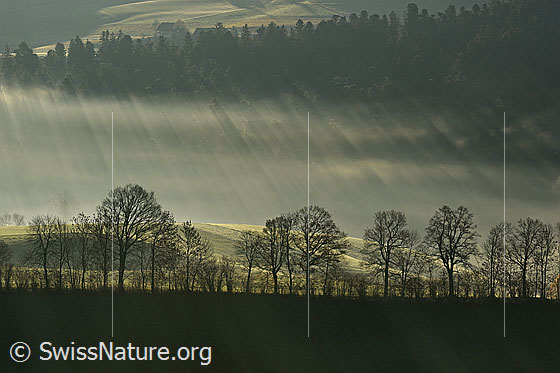 Foto: Lichtstrahlen im Nebel und Baumreihe im Gegenlicht