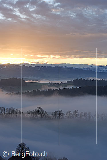 Foto: Morgenstimmung mit Baumreihe an der Nebelgrenze.