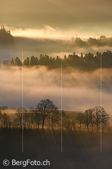 Foto: Nebelstimmung mit Lichtstrahlen und Baumreihe im Gegenlicht.