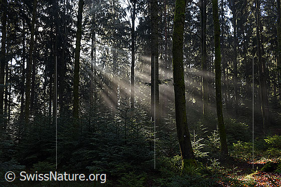 Foto: Lichstrahlen im Tannenwald. Feiner Nebel und Sonnenlicht haben diese Lichtstrahlen in den Wald gezaubert.
