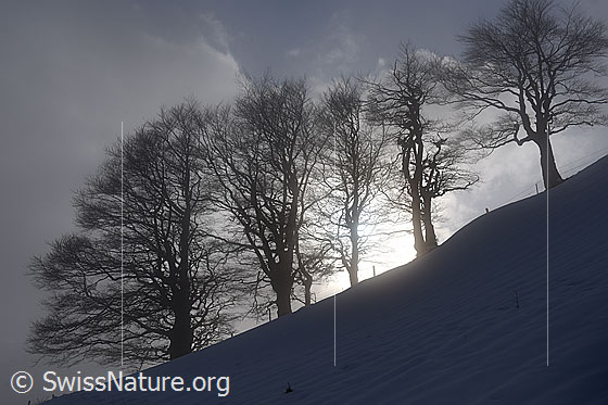 Foto: Baumreihe (Buchen) im Gegenlicht.