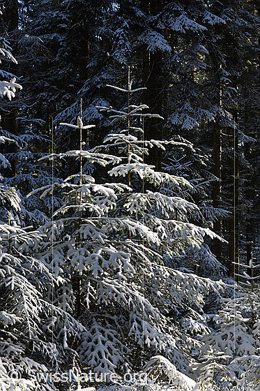 Foto: Verschneite Tännchen.
