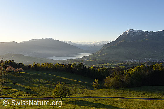 Foto: Feine Morgenstimmung über dem Zugersee. Rechts die Rigi (Rigi-Kulm), links der Gnipen (Wildspitz).