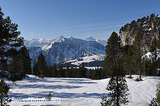 Foto: Blick aus dem lichten Bergwald auf Eiger, Mönch und Jungfrau
