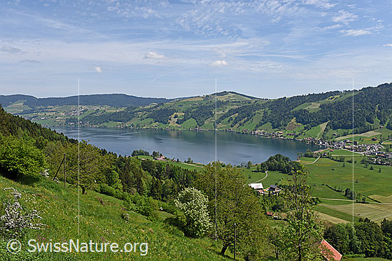 Foto: Frühlingslandschaft mit Ägerisee von S