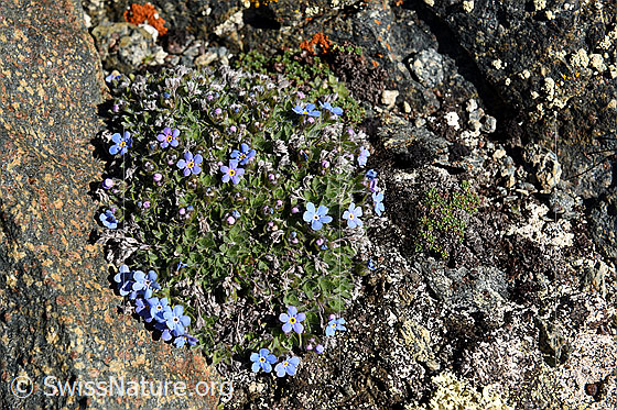 Foto: Himmelsherold (Eritrichium nanum)
Umgebung: Karge Berglandschaft, ca. 3400m ü.M.
Lat.: Eritrichium nanum
Familie: Boraginaceae (Borretschgewächse/Raublattgewächse)