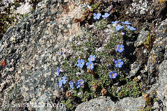 Foto: Himmelsherold (Eritrichium nanum)
Umgebung: Karge Berglandschaft, ca. 3400m ü.M.
Lat.: Eritrichium nanum
Familie: Boraginaceae (Borretschgewächse/Raublattgewächse)