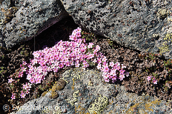 Foto: Polster von Alpen-Mannsschild zwischen Felsblöcken. Die vielen kleinen Blüten stehen dicht aneinander und beleben die sonst karge Felslandschaft.
Umgebung: Höhe ca. 3400m ü.M.
Lat.: Androsace alpina
Familie: Primulaceae (Schlüsselblumengewächse)
Gattung: Androsace (Mannsschild)