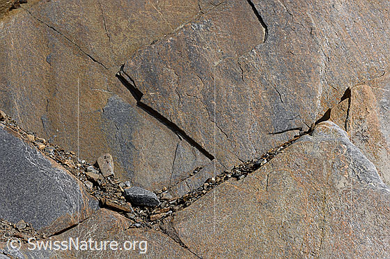 Foto: Feines Geröll auf Band in kleiner Felswand aus Bündnerschiefer (Kalkglimmerschiefer).