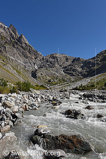 Foto: Junge Kander im Gasteretal.