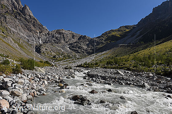 Foto: Junge Kander im Gasteretal.