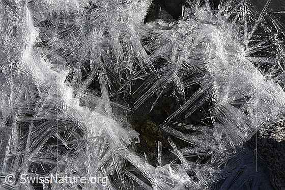 Foto: Eiskristalle auf der Wasseroberfläche sind zu einem Eisgebilde mit unterschiedlich langen Eisstrahlen zusammengewachsen.