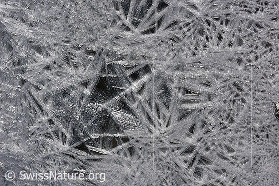 Foto: Sterne aus Eis
Auf einer Wasseroberfläche ist ein dichtes Geflecht aus Eiskristallen und Eissternen entstanden.