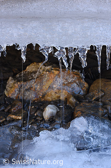Foto: Kleine Eiszapfen am Gletscherrand. In einem kleinen Hohlraum unter dem schmelzenden Gletschereis hängen klare Eiszapfen. Von den Eiszapfen rinnt Wasser in einem Strahl auf den Boden, wo wiederum neue Eisgebilde entstehen.