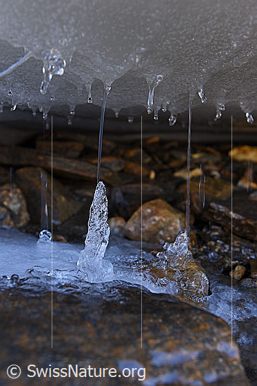 Foto: Kleine Eiszapfen am Gletscherrand. In einem kleinen Hohlraum unter dem schmelzenden Gletschereis bilden sich kleine Eiszapfen, welche von unten nach oben wachsen. Die farbigen Steine auf dem eisfreien Boden sind vom Wasser sauber gewaschen.