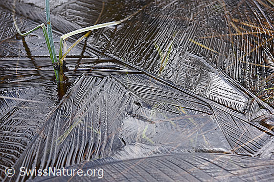Foto: Dünne, interessant strukturierte Eisschicht auf Pfütze.
