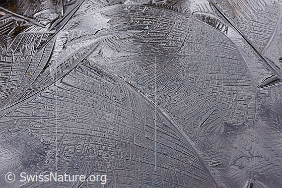 Foto: Formen auf dünner Eisschicht.