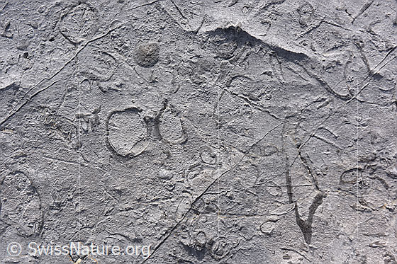 Foto: Rudisten (ausgestorbene Muscheln) im Schrattenkalk zeigen ein spannendes Muster auf der Oberfläche des Kalksteins.