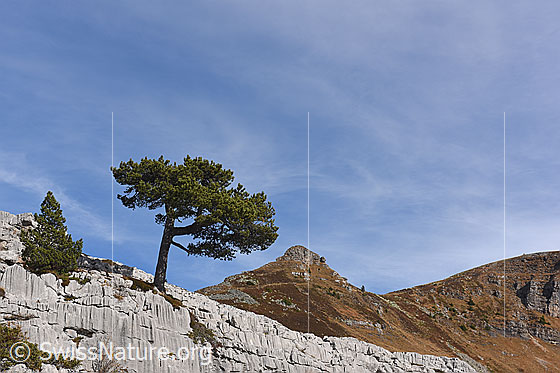 Foto: Einzelbaum in Karstlandschaft.