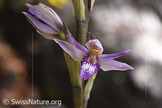 Foto: Violetten Dingel (Limodorum abortivum), Blüte. Die Schönheit dieser Orchidee sieht man erst beim Betrachten aus der Nähe. Die ganze Pflanze ist trotz ihrer Wuchshöhe von 20 bis 60cm eher unscheinbar.