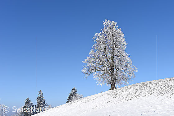 Foto: Leicht mit Raureif überzogener Einzelbaum (Linde) in Winterlandschaft.