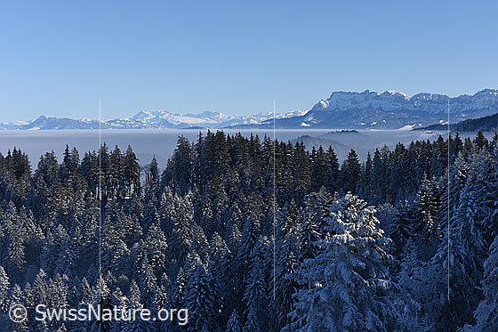 Foto: Winterlandschaft mit Pilatus und Nebelmeer über der Zentralschweiz.