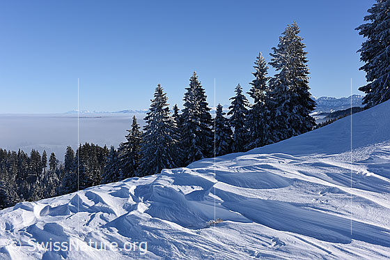 Foto: Schneeverwehungen, leicht verschneite Tannen und Nebelmeer.