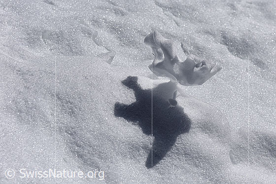 Foto: Lustig geformtes Schneestück mit ebenso lustigem Schattenwurf.