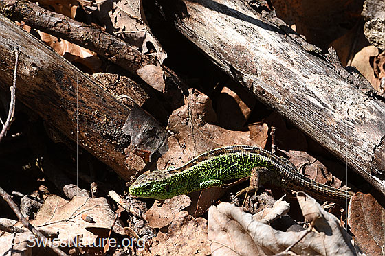 Foto: Zauneidechse (Lacerta agilis). Im Frühling 2017 entdeckten wir in einem Asthaufen am Waldrand > 10 Zauneidechsen. Das auf einer Höhe von ca. 550 Meter über Meer.
Lat.: Lacerta agilis
Familie: Lacertidae (Echte Eidechsen)
Unterfamilie: Lacertinae
Gattung: Lacerta