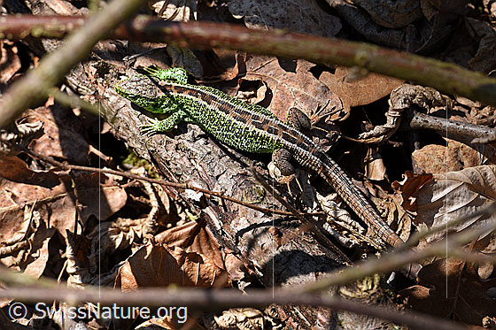 Zauneidechse (Lacerta agilis)