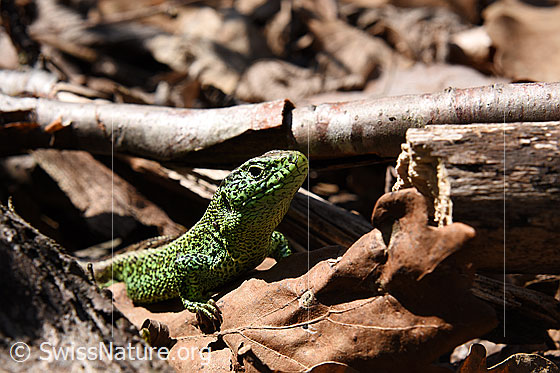 Foto: Schön gezeichnete Zauneidechse (Lacerta agilis).
Lat.: Lacerta agilis
Familie: Lacertidae (Echte Eidechsen)
Unterfamilie: Lacertinae
Gattung: Lacerta