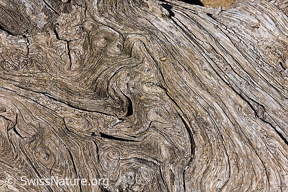 Foto: Strukturen im Holz, entdeckt an einem rindenlosen Baumstamm.