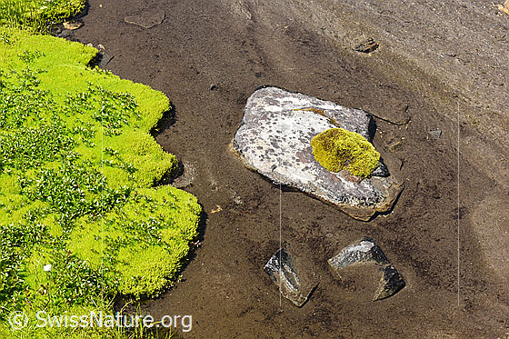 Foto: Moospolster in hellgrüner Farbe. Das frische Moos gedeiht gut im seichten Wasser eines Wasserlaufs. Das frische Grün des Moospolsters mit seinem geschwungenen Rand und der helle Stein heben sich schön vom dunklen Sandboden ab.