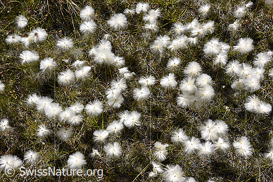 Foto: Blühende Gräser auf einer feuchten Wiese. Die weissen, runden Blüten stehen an manchen Stellen dicht beieinander und bilden einen hellen Blütenteppich.
Scheuchzers Wollgras
Lat.: Eriphorum Scheuchzeri 
Familie: Cyperaceae