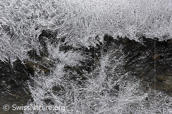 Foto: Eiskristallteppich über fliessendem Wasser.