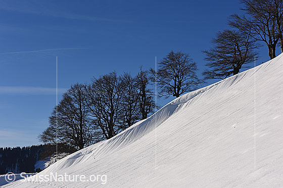 Foto: Baumreihe von Buchen an Hangkante.