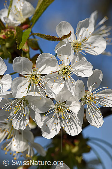 Foto: Frische Blüten des Kirschbaums.