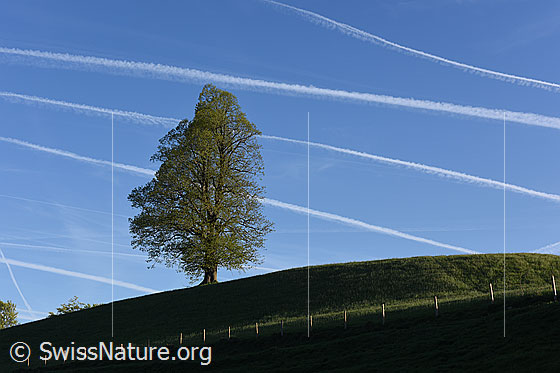 Foto: Linde und Kondensstreifen. Die Kondensstreifen (Homomutatus) sehen wie Notenlinien aus.