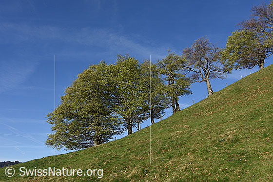 Foto: Baumreihe mit frischem Laub.