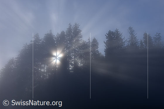 Foto: Nebelstimmung mit Lichtstrahlen.