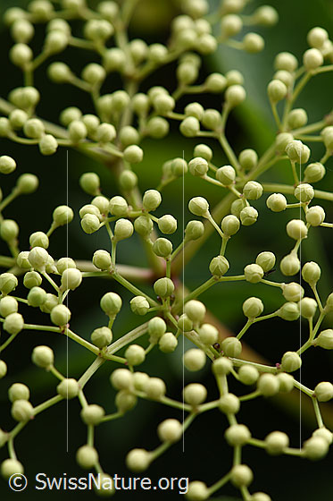 Foto: Schwarzer Holunder (Sambucus nigra). Geschlossene Blüten.