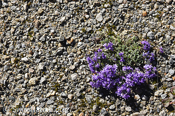 Foto: Alpen-Leinkraut (Linaria alpina)
