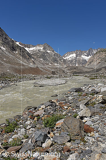 Foto: Junge Aare und Escherhorn