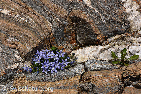 Foto: Mont Cenis-Glockenblumen in Felsnische. Gesteine: Bünderschiefer unf Quarz.
Lat.: Campanula cenisia
Familie: Campanulaceae (Glockenblumengewächse)
Gattung: Campanula (Glockenblumen)