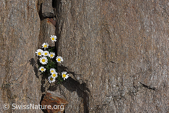 Foto: Gewöhnliche Alpenmargerite (Leucanthemopsis alpina) auf Kalkglimmerschiefer.