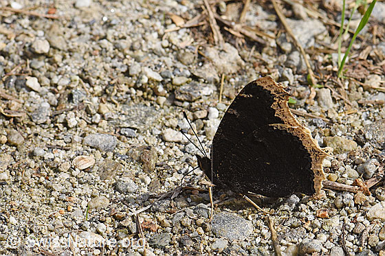 Foto: Trauermantel (Nymphalis antiopa). Auf Naturboden sitzend. Flügel geschlossen. Ansicht von der Seite.