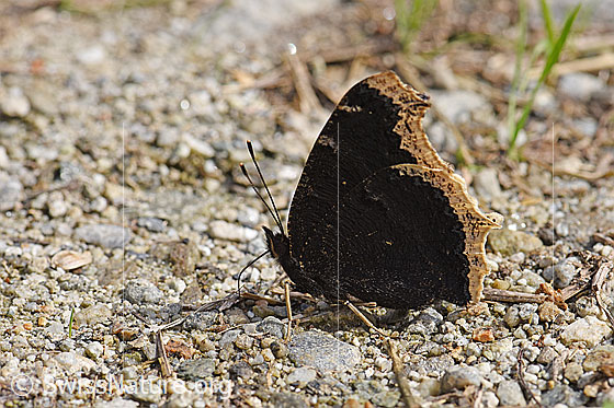 Foto: Trauermantel (Nymphalis antiopa). Auf Naturboden sitzend. Flügel geschlossen. Ansicht von der Seite.