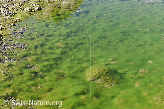 Foto: Giftgrüne Algen in Tümpel. Der Tümpel liegt im Vorfeld des Unteraargletschers.