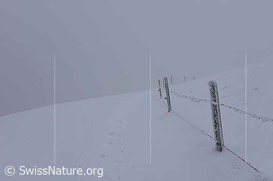 Foto: Zaun im Nebel.